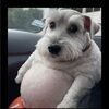 furbabyclothing